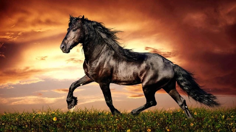 Mơ thấy ngựa đa phần là giấc mơ may mắn!