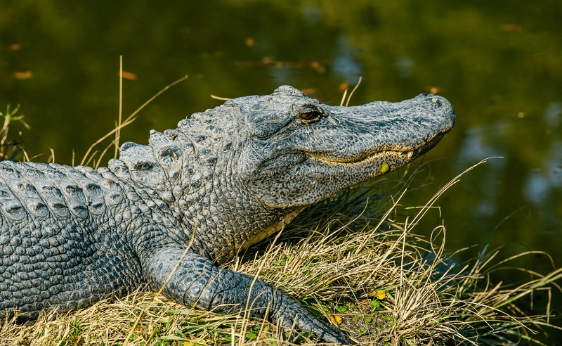 Mơ thấy cá sấu có thể điềm báo trước những vấn đề liên quan tới cuộc sống của bạn
