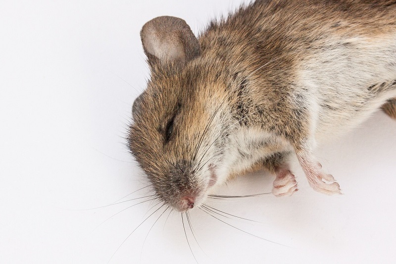 Mơ thấy chuột chết có thể ứng nghiệm với những con số may mắn
