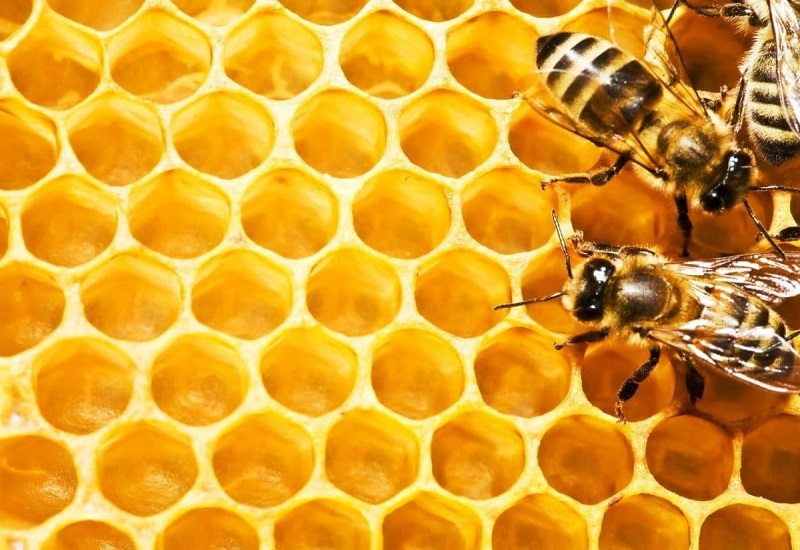 Mơ thấy ong có thể điềm báo trước những điều sắp xảy đến với bạn