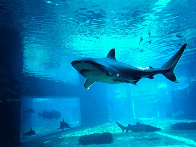 Mơ thấy cá mập đánh con gì bao ăn? Con 88