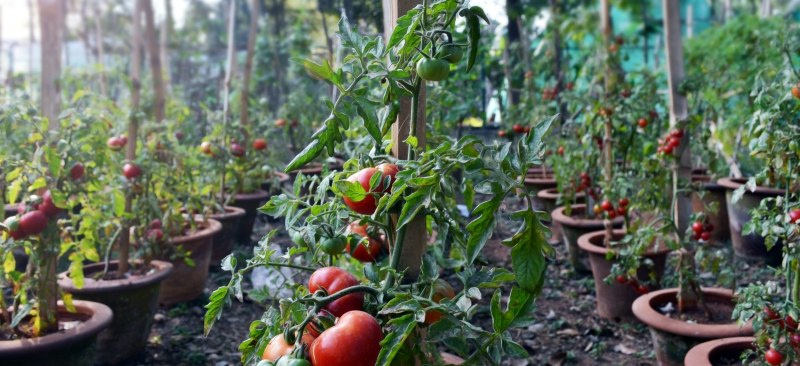 Mơ thấy trồng cà chua