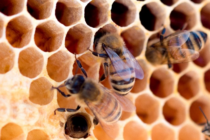 Mơ thấy mật ong đánh con gì bao ăn?